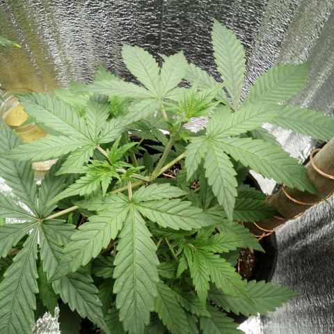 Amirani Auto - Caucasian  growlog timeline photo