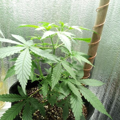 Amirani Auto - Caucasian  growlog timeline photo