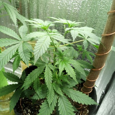 Amirani Auto - Caucasian  growlog timeline photo