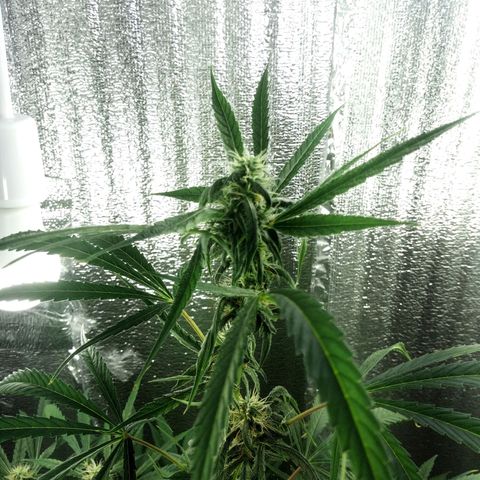 Gorila Zkittlez Auto Barney's Farm  growlog timeline photo