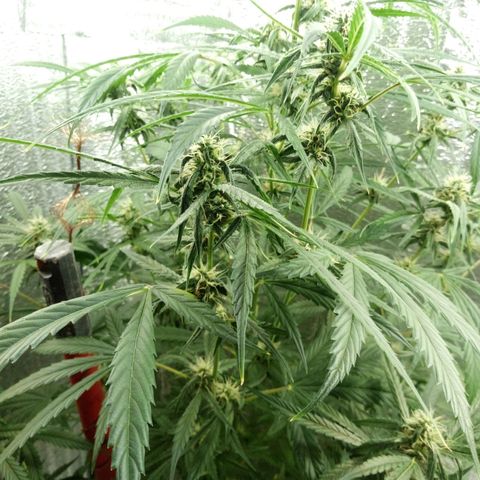 Gorila Zkittlez Auto Barney's Farm  growlog timeline photo