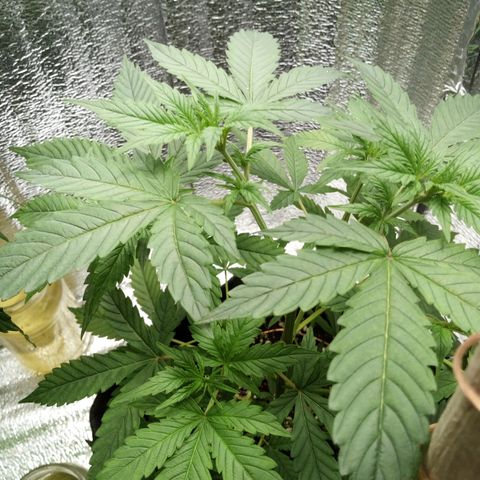 Amirani Auto - Caucasian  growlog timeline photo
