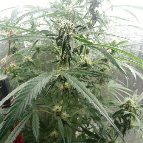 Gorila Zkittlez Auto Barney's Farm  growlog timeline photo
