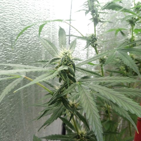 Gorila Zkittlez Auto Barney's Farm  growlog timeline photo