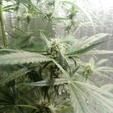 Gorila Zkittlez Auto Barney's Farm  growlog timeline photo