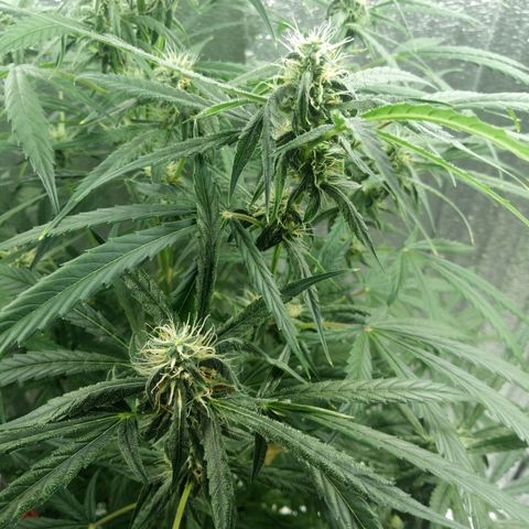 Gorila Zkittlez Auto Barney's Farm  growlog timeline photo