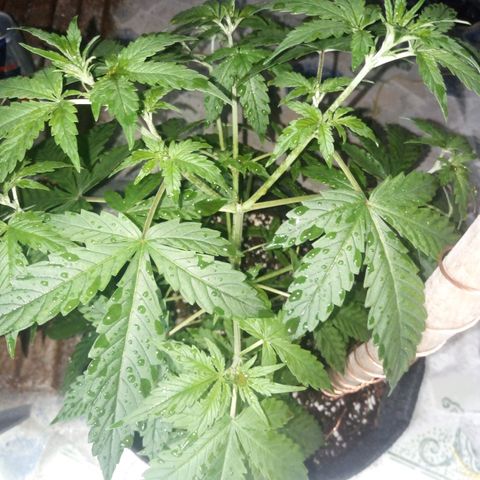 Amirani Auto - Caucasian  growlog timeline photo