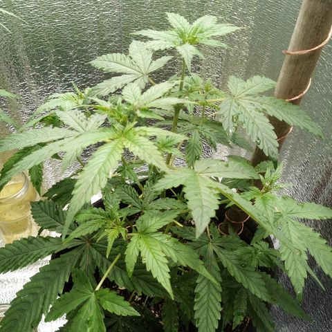 Amirani Auto - Caucasian  growlog timeline photo