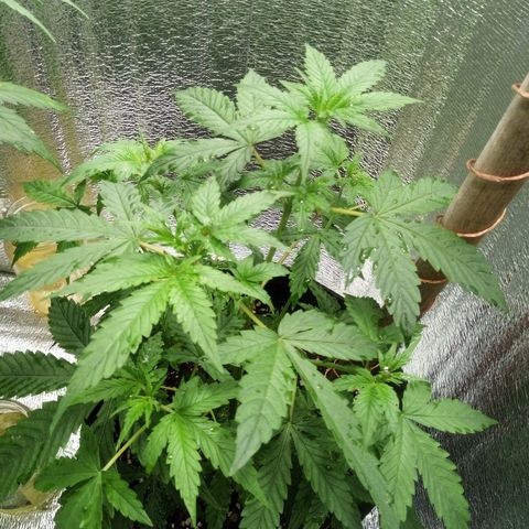 Amirani Auto - Caucasian  growlog timeline photo