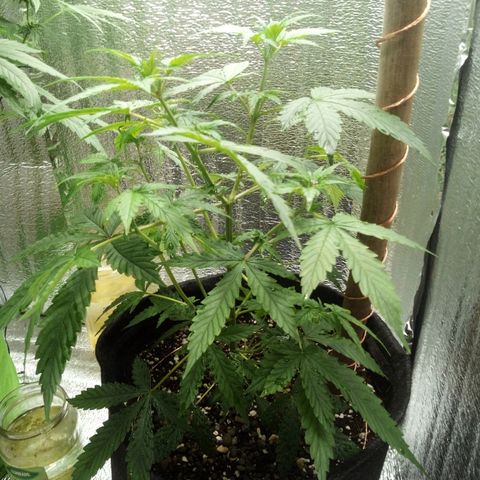 Amirani Auto - Caucasian  growlog timeline photo