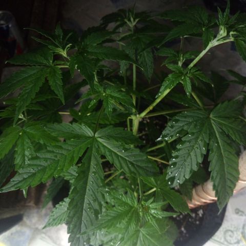Amirani Auto - Caucasian  growlog timeline photo