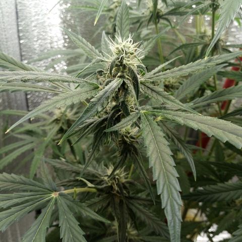 Gorila Zkittlez Auto Barney's Farm  growlog timeline photo