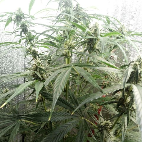 Gorila Zkittlez Auto Barney's Farm  growlog timeline photo