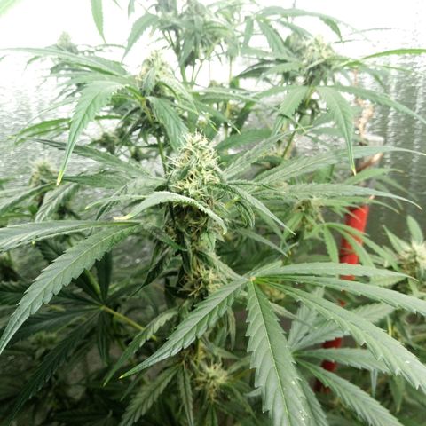 Gorila Zkittlez Auto Barney's Farm  growlog timeline photo