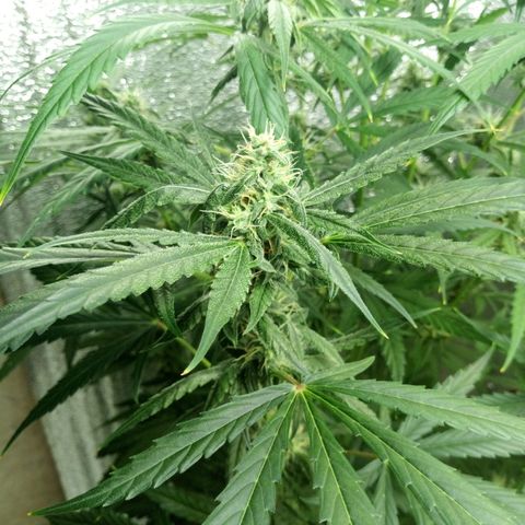 Gorila Zkittlez Auto Barney's Farm  growlog timeline photo