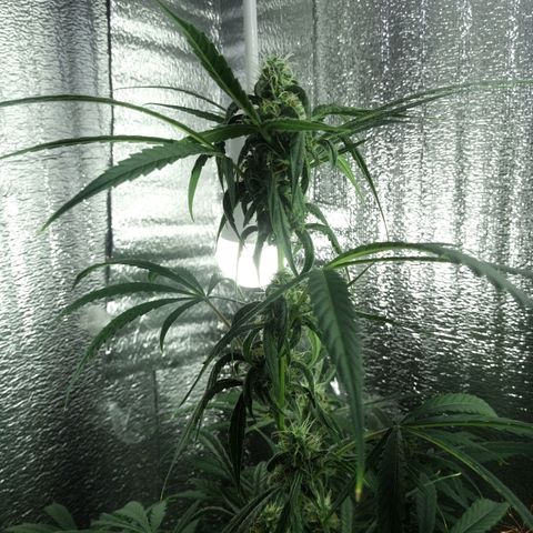Gorila Zkittlez Auto Barney's Farm  growlog timeline photo