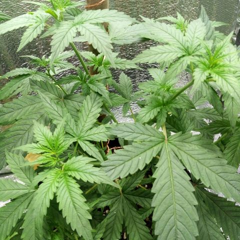Amirani Auto - Caucasian  growlog timeline photo