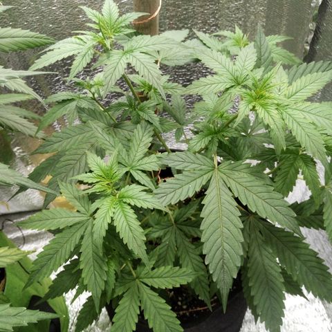 Amirani Auto - Caucasian  growlog timeline photo