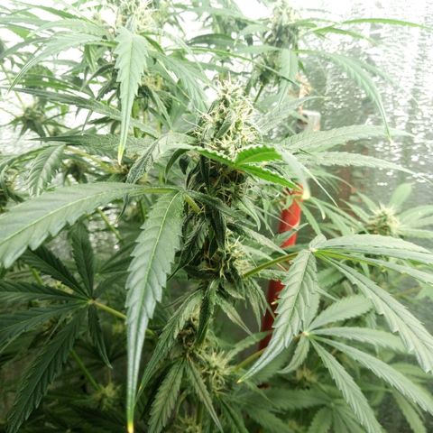 Gorila Zkittlez Auto Barney's Farm  growlog timeline photo