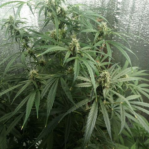 Gorila Zkittlez Auto Barney's Farm  growlog timeline photo