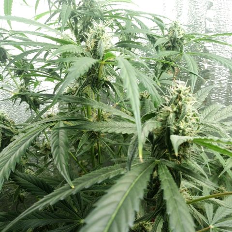 Gorila Zkittlez Auto Barney's Farm  growlog timeline photo