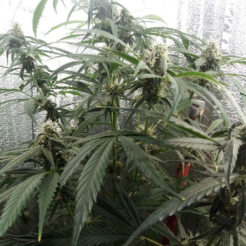 Gorila Zkittlez Auto Barney's Farm  growlog timeline photo