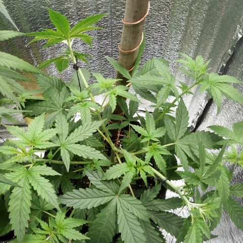 Amirani Auto - Caucasian  growlog timeline photo