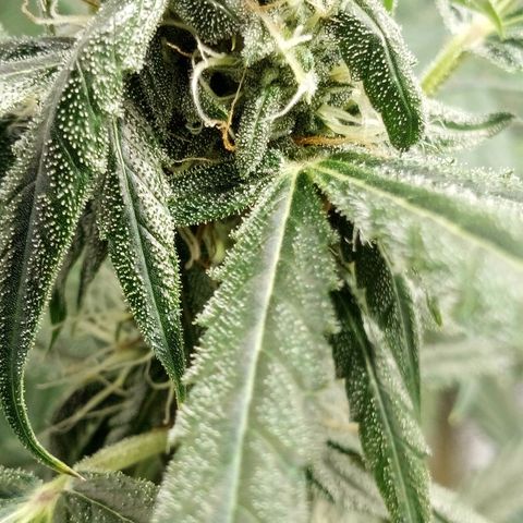 Gorila Zkittlez Auto Barney's Farm  growlog timeline photo