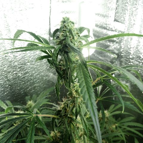 Gorila Zkittlez Auto Barney's Farm  growlog timeline photo