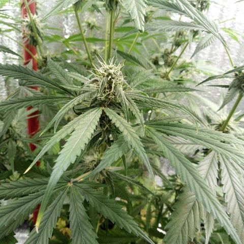 Gorila Zkittlez Auto Barney's Farm  growlog timeline photo