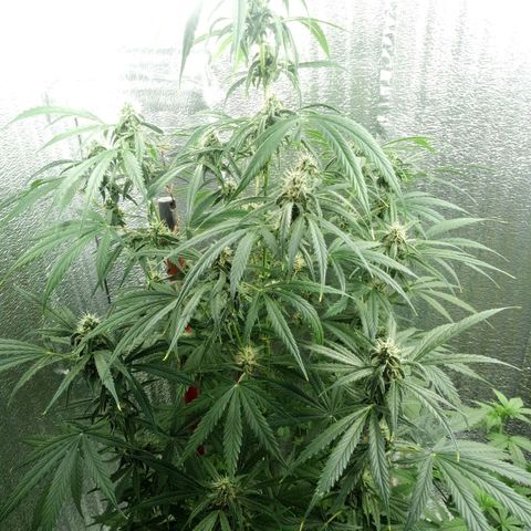 Gorila Zkittlez Auto Barney's Farm  growlog timeline photo