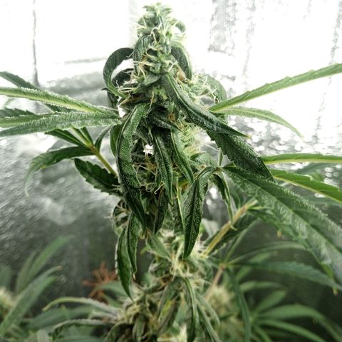 Gorila Zkittlez Auto Barney's Farm  growlog timeline photo
