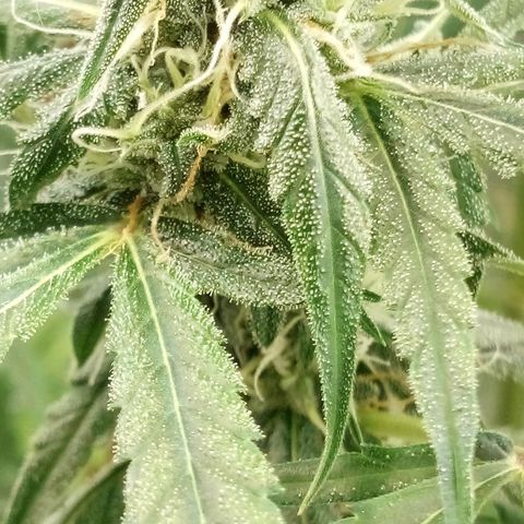 Gorila Zkittlez Auto Barney's Farm  growlog timeline photo