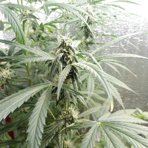 Gorila Zkittlez Auto Barney's Farm  growlog timeline photo