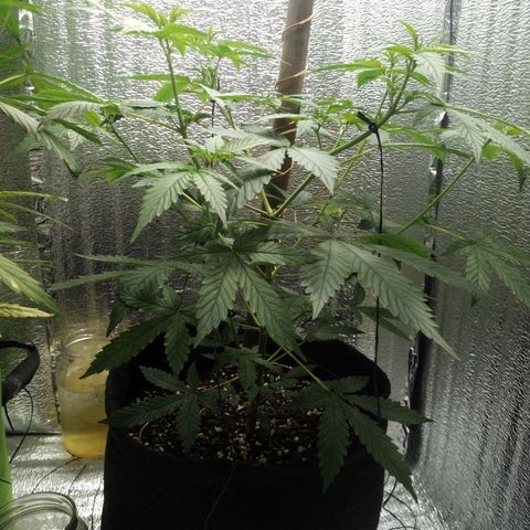 Amirani Auto - Caucasian  growlog timeline photo