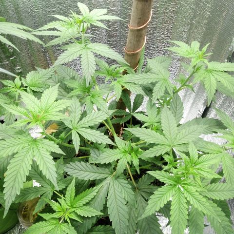 Amirani Auto - Caucasian  growlog timeline photo
