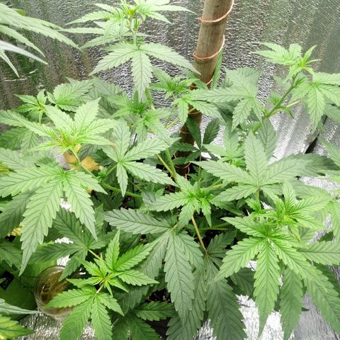Amirani Auto - Caucasian  growlog timeline photo