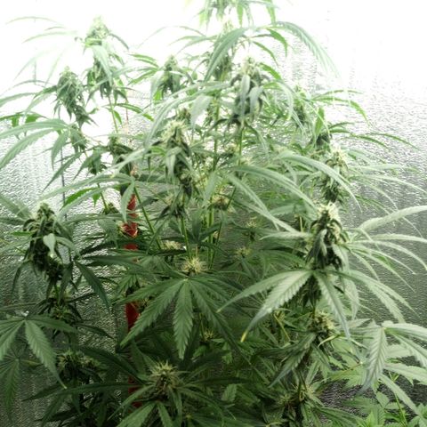 Gorila Zkittlez Auto Barney's Farm  growlog timeline photo