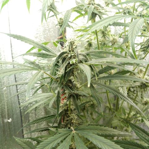 Gorila Zkittlez Auto Barney's Farm  growlog timeline photo