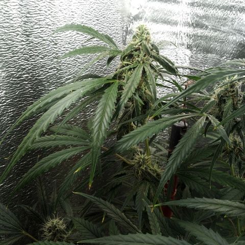 Gorila Zkittlez Auto Barney's Farm  growlog timeline photo