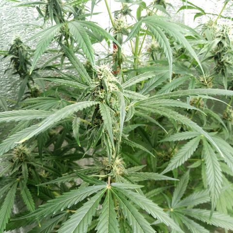 Gorila Zkittlez Auto Barney's Farm  growlog timeline photo