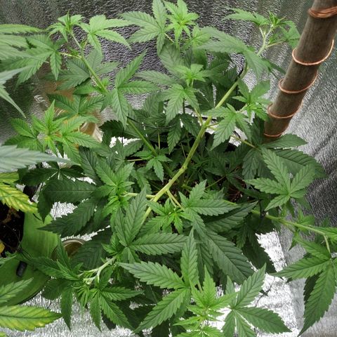 Amirani Auto - Caucasian  growlog timeline photo