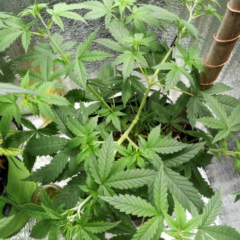 Amirani Auto - Caucasian  growlog timeline photo