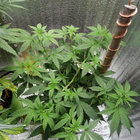 Amirani Auto - Caucasian  growlog timeline photo