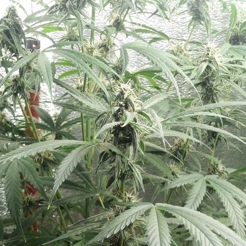 Gorila Zkittlez Auto Barney's Farm  growlog timeline photo