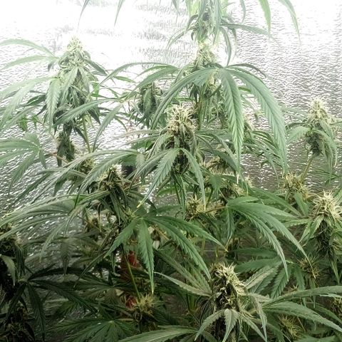 Gorila Zkittlez Auto Barney's Farm  growlog timeline photo