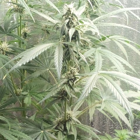 Gorila Zkittlez Auto Barney's Farm  growlog timeline photo
