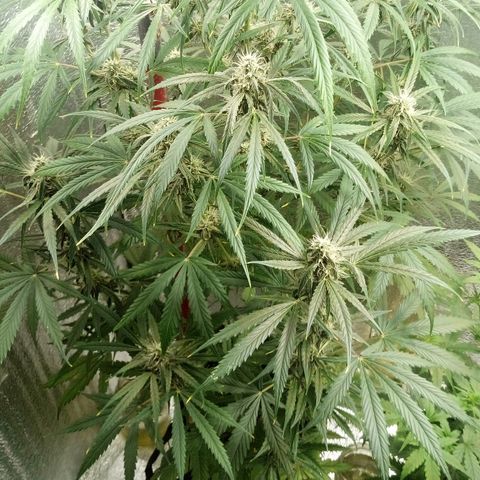 Gorila Zkittlez Auto Barney's Farm  growlog timeline photo