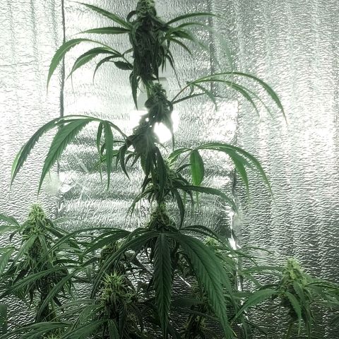 Gorila Zkittlez Auto Barney's Farm  growlog timeline photo