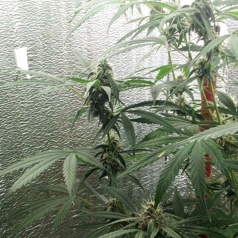 Gorila Zkittlez Auto Barney's Farm  growlog timeline photo